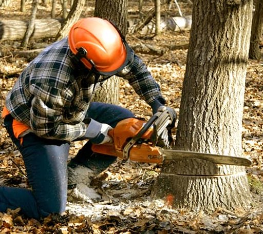 Tree Removal in Shirley Mills, ME